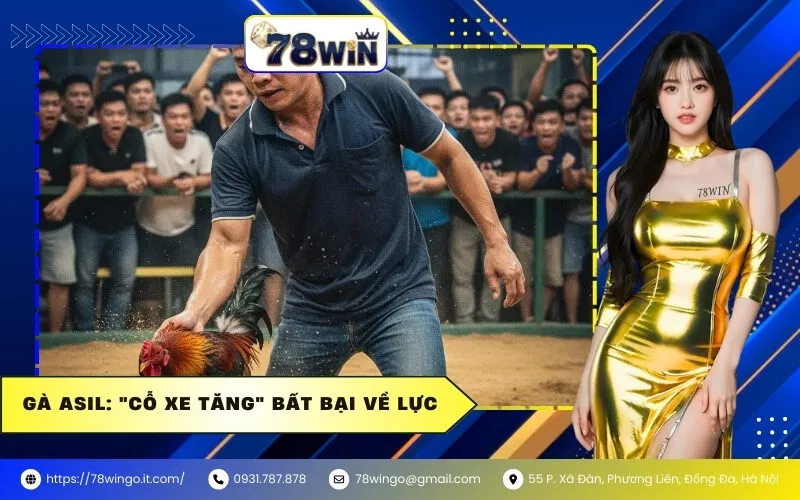 Gà Asil: "Cỗ Xe Tăng" Bất Bại Về Lực